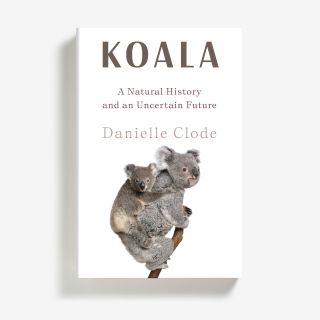 Koalas: The Fascinating Lives of Tree-Hugging Picky Eaters